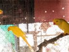 Ringneck Birds
