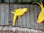 Ringneck Birds