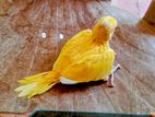 Yellow Ringneck Birds