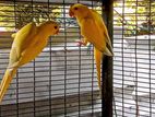Yellow Parrots