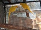 Ringneck Birds