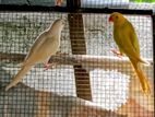 Ringneck birds