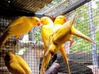 Ringneck Birds