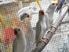 White Ringneck Birds
