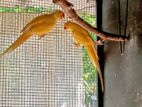 Yellow Ringneck birds