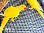 Ringneck Birds