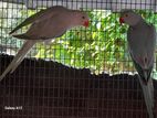 Ringneck Birds