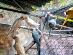 Ringneck Birds