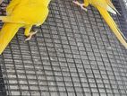 Yellow Ringneck Birds