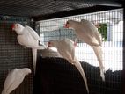Ringneck Birds