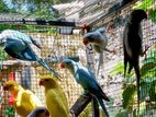 Ringneck birds