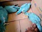 Ringneck birds