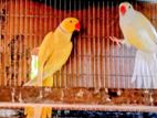 Ringneck Birds