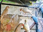 Ringneck Birds