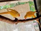 Ringneck Birds