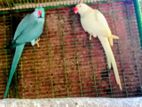 Ringneck Birds