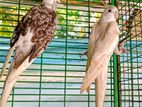 Ringneck Birds