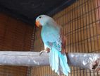 Ringneck Birds
