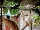 Ringneck Birds