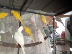 Ringneck birds