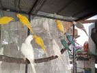 Ringneck Birds