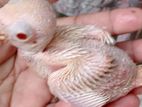 Ringneck Birds