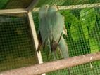 Ringneck Birds