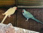 Ringneck Birds