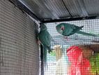 Ringneck birds