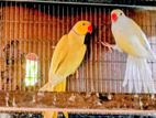 Ringneck birds