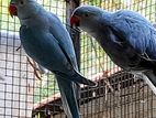 Ringneck birds