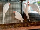 Ringneck Birds