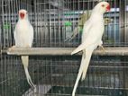 Ringneck Birds