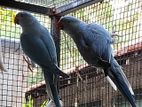 Ringneck birds