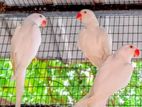 Albino Parrots