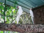 White Parrot
