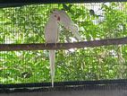 Ringneck birds
