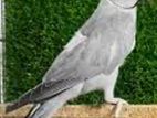 Ringneck birds