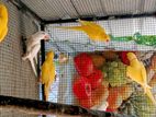 Ringneck birds