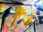 Ringneck birds