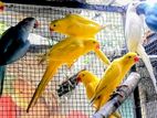 Ringneck birds