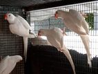 Ringneck Birds