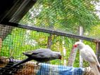 Ringneck Birds