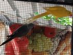 Ringneck birds