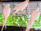 Ringneck birds