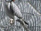 Ringneck birds
