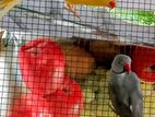 Ringneck Yellow Parrots