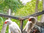 Ringneck Birds