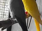 Ringneck Birds