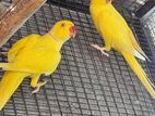 Ringneck Birds
